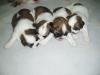 Bigger Small Puppies